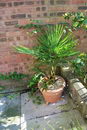 Windmill Palm Trees